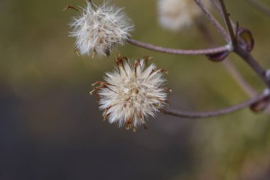 Leopar kabarık tüy ve tohum. Asteraceae her yemyeşil ebediyet bitkisi. Kıyıya yakın kayalıklarda yetişir ve kış başında sarı çiçekler açar. Peçeteler yenilebilir ve tedavi edilebilir..