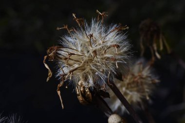 Leopar kabarık tüy ve tohum. Asteraceae her yemyeşil ebediyet bitkisi. Kıyıya yakın kayalıklarda yetişir ve kış başında sarı çiçekler açar. Peçeteler yenilebilir ve tedavi edilebilir..