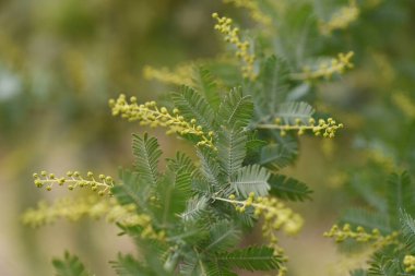 Cootamundra gerdanlığı yapraklar ve tomurcuklar. Fabaceae Evergreen ağacı. Avustralya 'ya özgü, şubattan mart ayına kadar sarı çiçekler açar ve yaprakları gümüşidir..