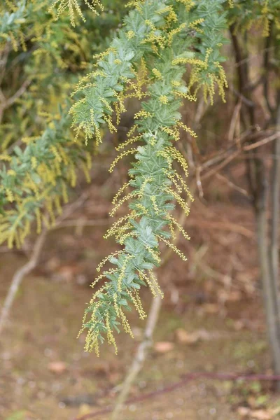 Cootamundra Gerdanlığı Yapraklar Tomurcuklar Fabaceae Evergreen Ağacı Avustralya Özgü Şubattan — Stok fotoğraf