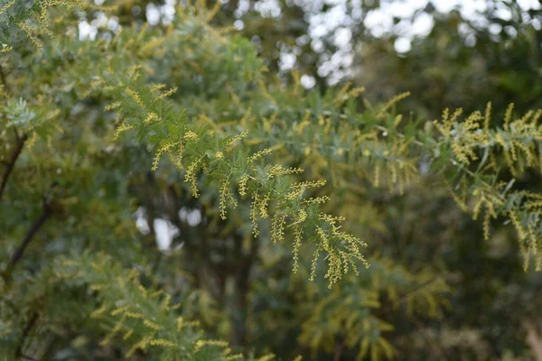 Cootamundra Wattle Folhas Botões Fabaceae Árvore Sempre Verde Nativo Austrália — Fotografia de Stock