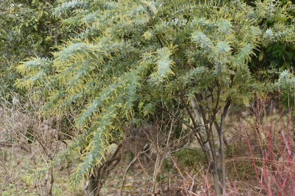 Cootamundra Wattle Blätter Und Knospen Fabaceae Immergrüner Baum Sie Ist — Stockfoto