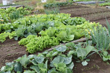 Napa lahana yetiştirme. Çin lahanası olarak da bilinir, C vitamini ve diyet lifleri açısından zengindir, sonbaharın başlarında ekilir ve kışın hasat edilir..