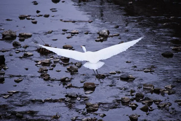 Ένας Λευκός Αγριόγαλος Ένα Χειμωνιάτικο Ρυάκι — Φωτογραφία Αρχείου