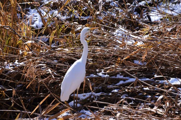 Ein Silberreiher Einem Winterbach — Stockfoto