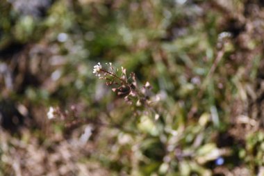 Shepherd 'ın çantası kışın çiçek açar. Yenilebilir taze yapraklı sütyen çiçekleri..