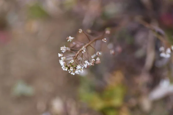 Цветы Сумочки Шепарда Зимой Ежегодные Ласковые Съедобными Молодыми Листьями — стоковое фото