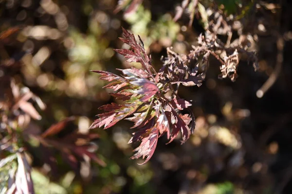 Mugwort Télen Elmegy Asteraceae Évelő Növények Ehető Gyógyítható Gyógynövények Királynőjének — Stock Fotó