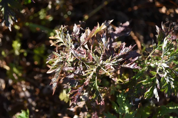 Mugwort Parte Inverno Asteraceae Plantas Perenes Comestível Medicinal Chamada Rainha — Fotografia de Stock