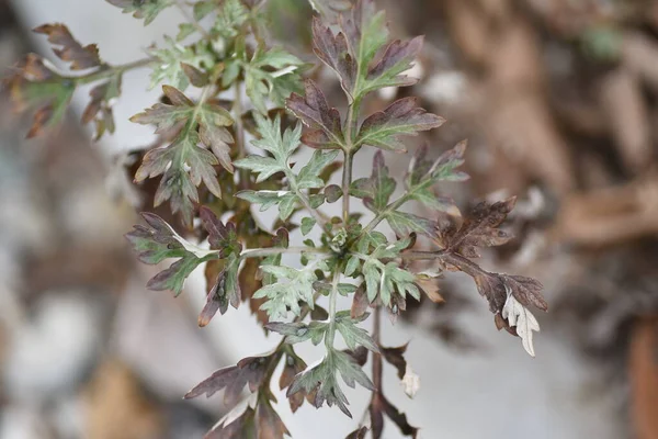 Mugwort Lähtee Talvella Asteraceae Monivuotiset Kasvit Syötävää Lääkettä Kutsutaan Yrttien — kuvapankkivalokuva