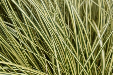 Değişik Calex oshimensis yaprakları. Cyperaceae daimi yeşil bitkileri.