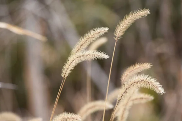 冬には緑の尾 ポエア科年間植物 — ストック写真