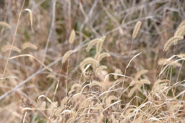 Zöld Rókafarkú Télen Magok Poaceae Egynyári Növények — Stock Fotó