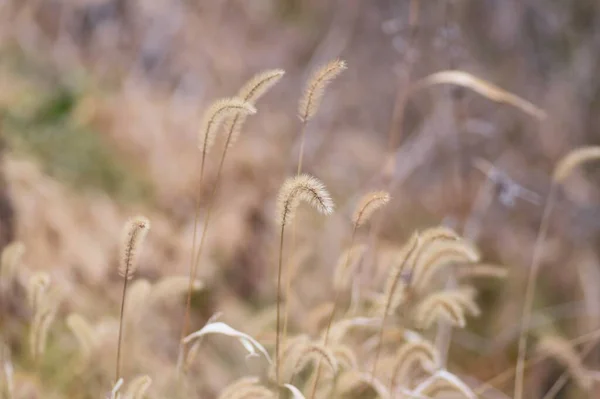 冬には緑の尾 ポエア科年間植物 — ストック写真