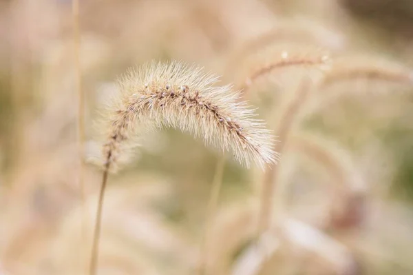 Rabo Raposa Verde Inverno Sementes Poaceae Plantas Anuais — Fotografia de Stock