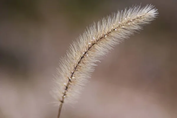 Zöld Rókafarkú Télen Magok Poaceae Egynyári Növények — Stock Fotó