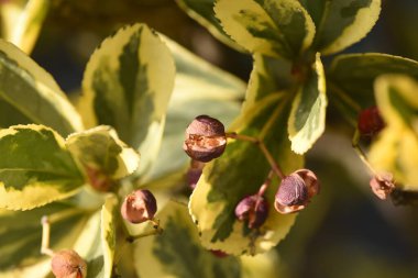 Çeşitli Japon Milli Ağaç Çitleri, Yapraklar ve Celaseed. straceae her zaman yeşil ağaç.