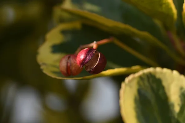 Různorodé Japonské Vřetenové Keře Listy Semínka Řasy Straceae Evergreen Tree — Stock fotografie