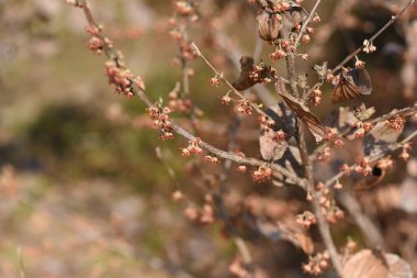 Çin cadı fındığı tomurcukları ve çiçekleri çiçek açmaya başlar. Hamamelidaceae yaprak döken ağacı.