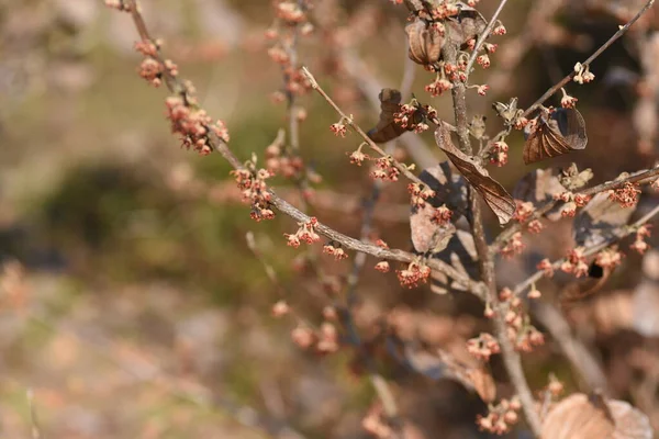 Çin Cadı Fındığı Tomurcukları Çiçekleri Çiçek Açmaya Başlar Hamamelidaceae Yaprak — Stok fotoğraf