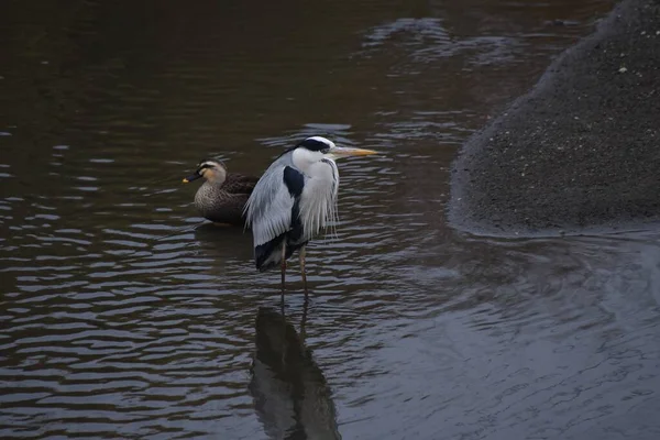 Ein Graureiher Einem Bach Winter Der Lange Schnabel Macht Jagd — Stockfoto