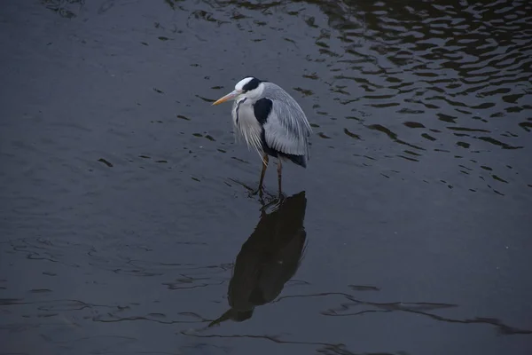 Una Garza Gris Arroyo Invierno Pico Largo Alimenta Peces Anfibios — Foto de Stock