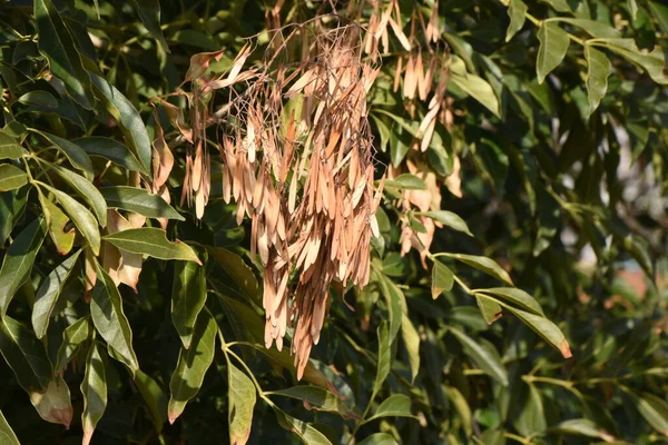 Nasiona Popiołu Griffitha Oleaceae Wiecznie Zielone Drzewo Dioecious Sezon Kwitnienia — Zdjęcie stockowe