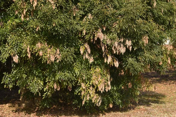 Sementes Cinzas Griffith Oleaceae Evergreen Tree Dióico Estação Floração Maio — Fotografia de Stock