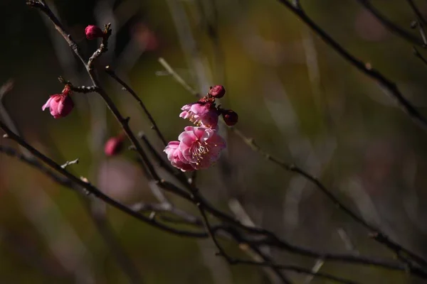 Ume 월부터 월까지 꽃잎을 피우는 로사과 식물의 낙엽수이다 — 스톡 사진