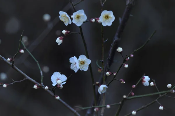 Japon Erik Çiçekleri Ume Rosaceae Familyasına Ait Bir Yaprak Döken — Stok fotoğraf