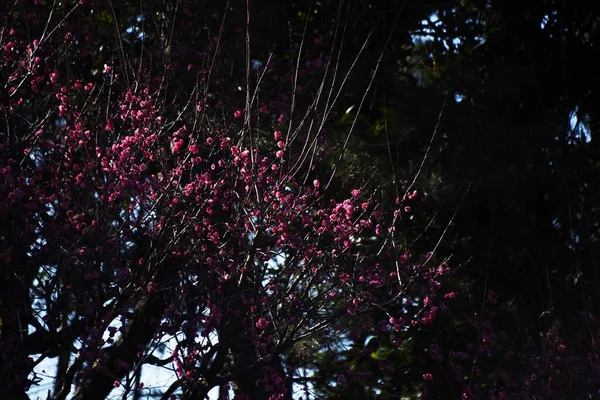 日本李花盛开 月桂树是蔷薇科的一种落叶树 在1月至3月的叶前开花五朵花瓣 — 图库照片