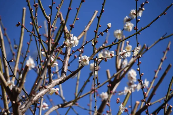 Japon Erik Çiçekleri Ume Rosaceae Familyasına Ait Bir Yaprak Döken — Stok fotoğraf