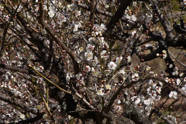 Japonské Švestkové Květy Ume Listnatý Strom Čeledi Rosaceae Který Kvete — Stock fotografie
