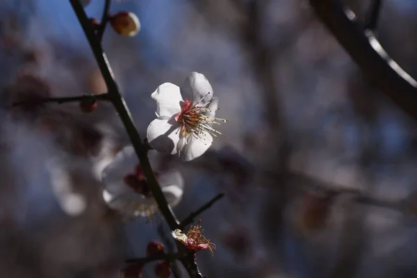 Japon Erik Çiçekleri Ume Rosaceae Familyasına Ait Bir Yaprak Döken — Stok fotoğraf