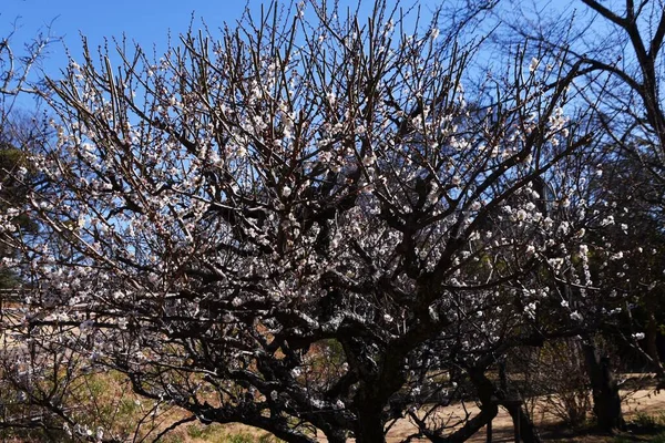 Japanese Plum Blossoms Ume Deciduous Tree Rosaceae Family Blooms Five — Stock Photo, Image