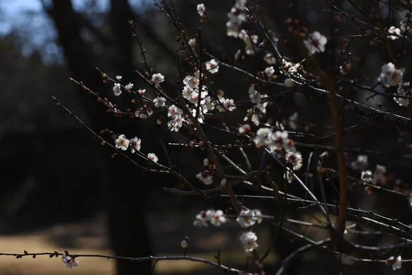 Ιαπωνικά Άνθη Δαμάσκηνου Ume Είναι Ένα Φυλλοβόλο Δέντρο Της Οικογένειας — Φωτογραφία Αρχείου
