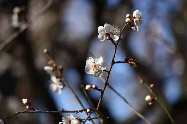 Japon Erik Çiçekleri Ume Rosaceae Familyasına Ait Bir Yaprak Döken — Stok fotoğraf