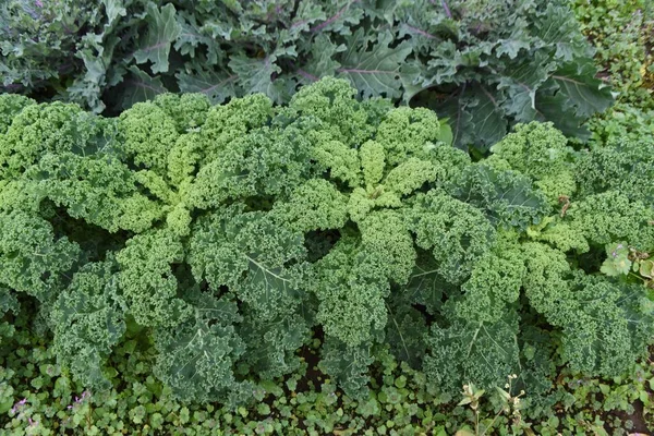 Grönkålsodling Näringsrik Gröngul Grönsak Familjen Brassicaceae Hemma Medelhavet — Stockfoto