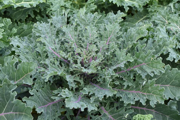 Kale Teelt Een Voedzame Groengele Groente Van Familie Brassicaceae Afkomstig — Stockfoto