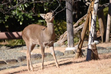 Yiyecek aramak için bahçeyi ziyaret eden vahşi bir Japon geyiği..