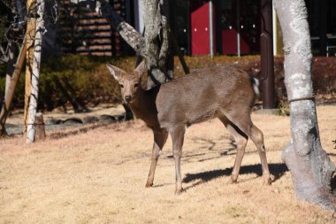 Yiyecek aramak için bahçeyi ziyaret eden vahşi bir Japon geyiği..