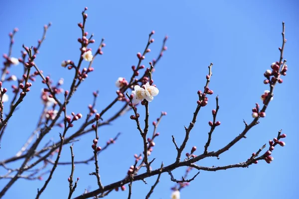 Πρώιμα Ανθισμένα Ιαπωνικά Άνθη Βερίκοκων Είναι Πλήρη Άνθιση — Φωτογραφία Αρχείου