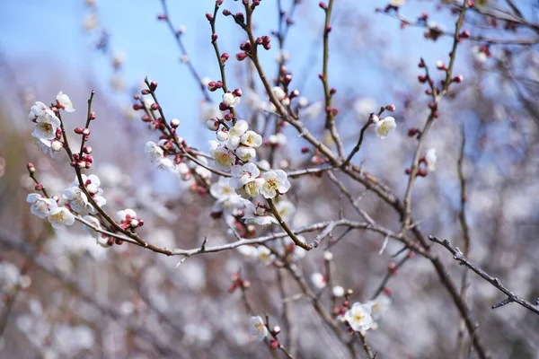 早咲き日本のアプリコットの花が満開です — ストック写真