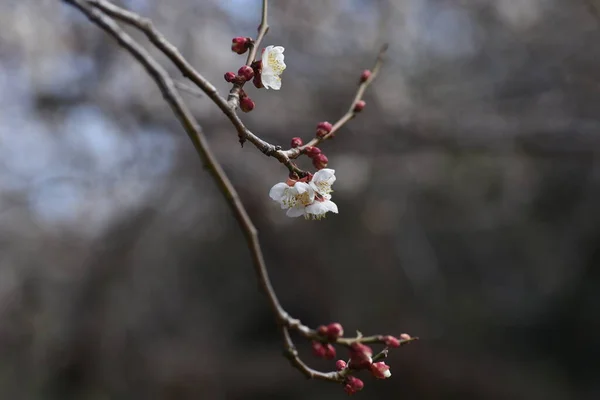 살구의 — 스톡 사진