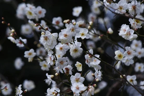 Erken Açan Japon Kayısı Çiçekleri Tam Çiçeklenme Aşamasında — Stok fotoğraf