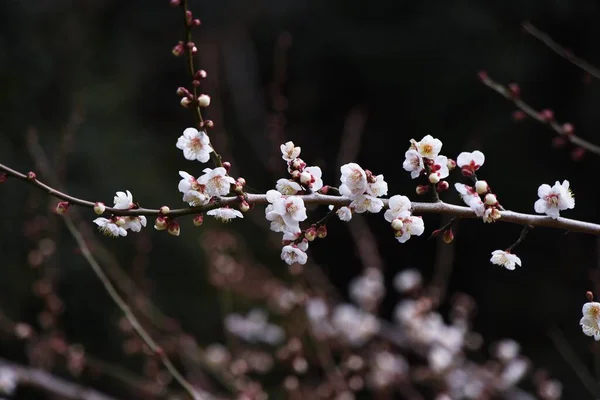 Floraison Précoce Les Fleurs Abricot Japonais Sont Pleine Floraison — Photo