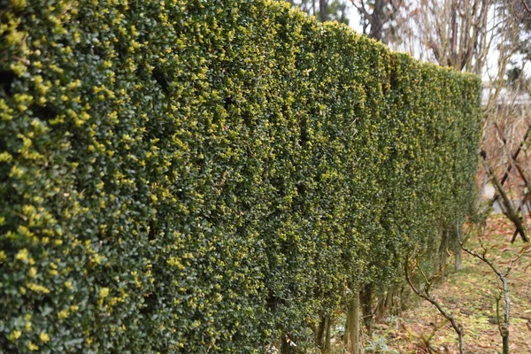 Hedge Japanese Holly Aquifoliaceae Evergreen Shrub — Stock Photo, Image