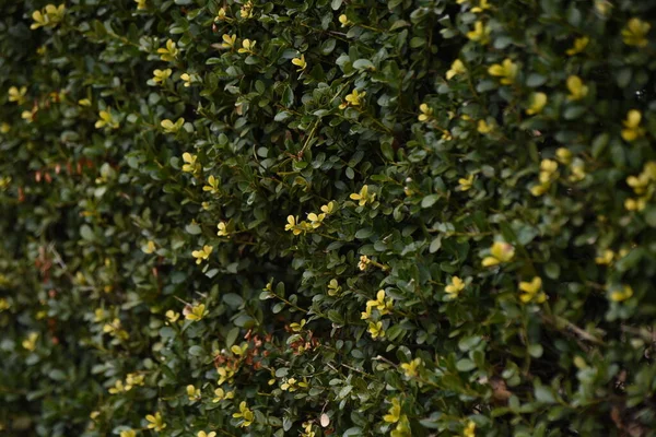Hedge Japanese Holly Aquifoliaceae Evergreen Shrub — Stock Photo, Image