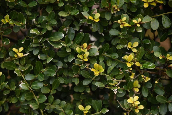 Hedge Van Japanse Hulst Aquifoliaceae Groenblijvende Struik — Stockfoto