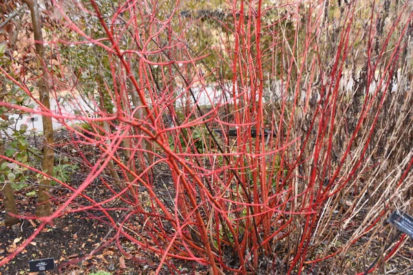 Cornus Alba Cornouiller Tartrique Hiver Cornaceae Arbre Feuilles Caduques Les — Photo